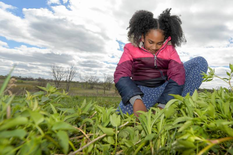 Taimane Omotola, 8 helps plant native prairie plants at Peck Farm as part of Geneva’s Earth Day Celebration on Saturday, April 20, 2024.