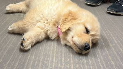 Sterling Police Department’s new comfort dog, Millie, reports for duty