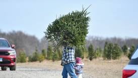 Wilmington’s Tammen Treeberry Farm a Christmas destination since the 1950s