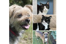 Pets of the Week: Oct. 3, 2022