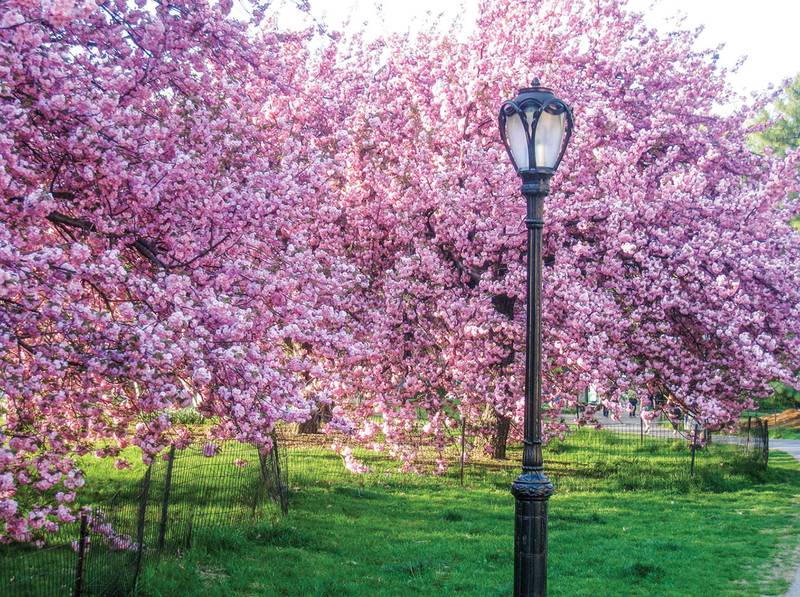 Cherry blossom