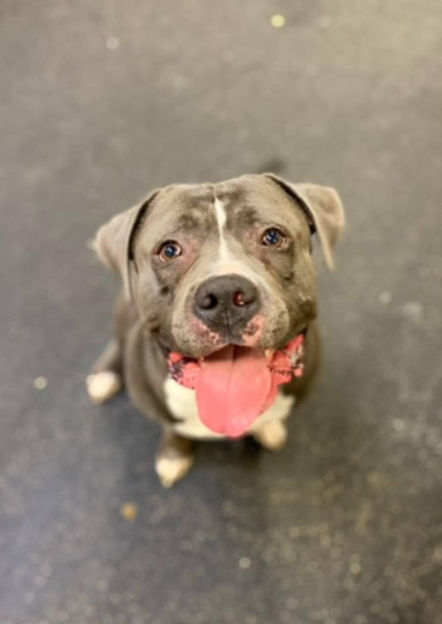 Lester is a 5-year old terrier that was relinquished when his owner could no longer care for him. He is full of energy and loves to run and play fetch.  He loves naps when playtime has ended.  Lester lived with another dog previously but is unsure of dogs he does not know – he would do best as the only dog in a home or with a slow introduction to other pets. He will be a lovable and great companion. To meet Lester, email Stacy@nawsus.org. Visit nawsus.org.