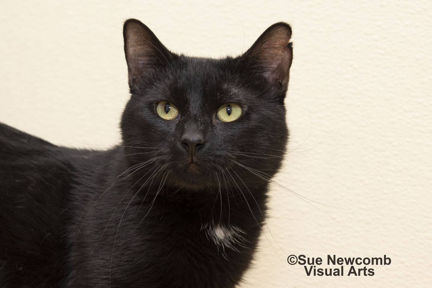 Three-year-old Nico is very affectionate. He is extremely friendly, likes attention and is quite the talker. He came from southern Illinois and is adjusting well to the shelter. Contact the Will County Humane Society at willcountyhumane.com and follow the instructions for the adoption process.