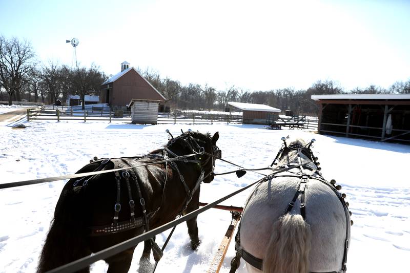 Draft horses Bob (left) and Paul are led through Kline Creek Farm in West Chicago. The farm offers its Farmlife in Winter program Thursdays through Mondays.