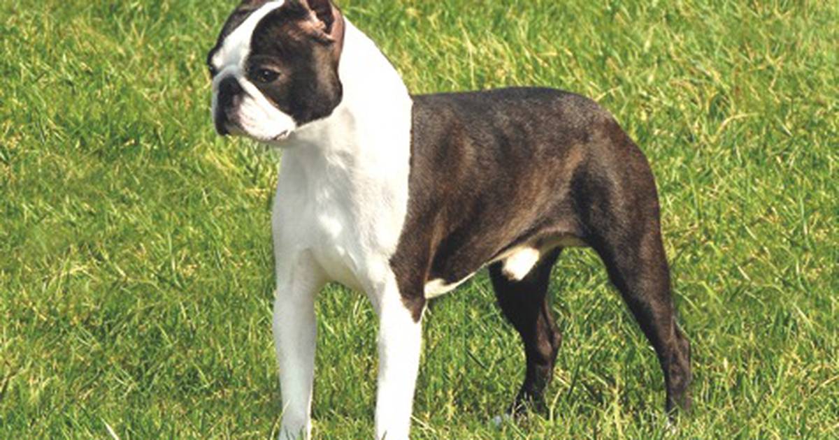Champion boston terrier clearance