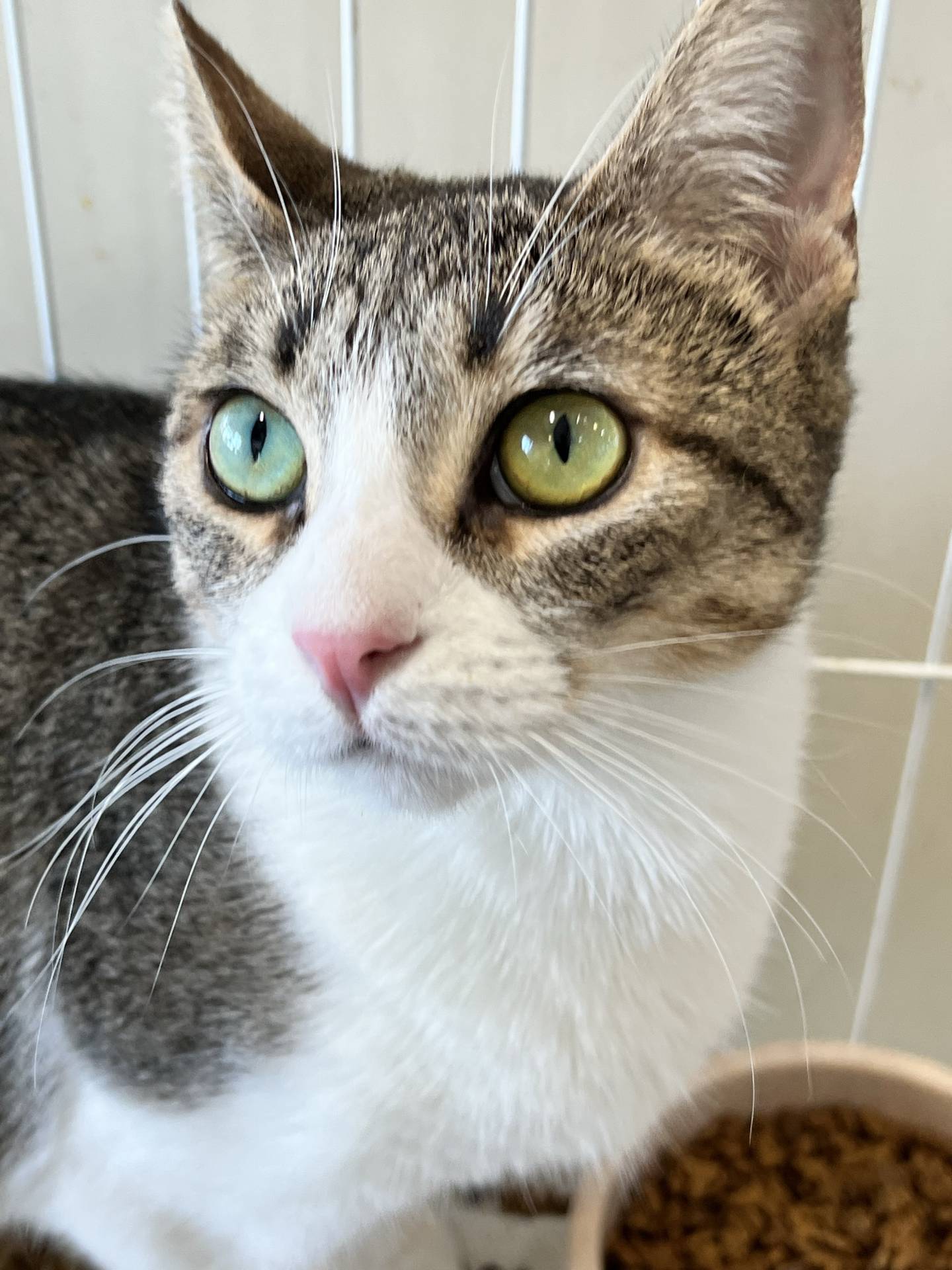 Two-year-old Noelle Joy’s litter of kittens and are adopted and now it’s her turn for a loving home. Noelle Joy is playful, outgoing and adventurous. She loves to explore and watch birds. She loves everyone she meets and enjoys attention and pets. To meet Noelle Joy, email Catadoptions@nawsus.org. Visit nawsus.org.