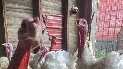 At Dixon’s Windsweep Farm, turkeys are more than Thanksgiving dinner   