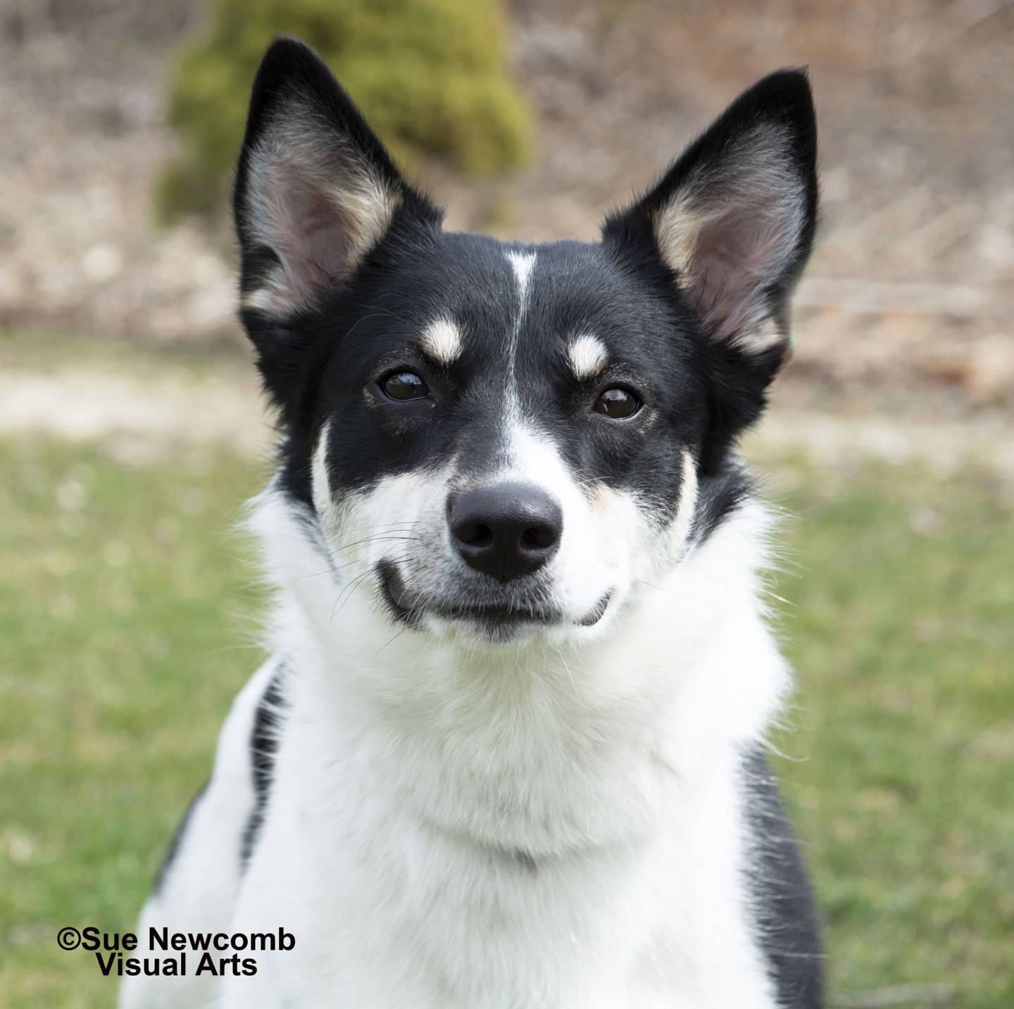 Olivia is a spunky blue heeler/border collie mix who is full of energy and love. She is food-motivated so she would likely enjoy learning new things with treats. Contact the Will County Humane Society at willcountyhumane.com and follow the instructions for the adoption process.