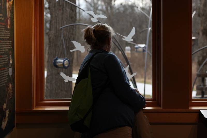 Beth Nash, of Berwyn, watches the birds at the bird feeding viewing are at the Four Rivers Environmental Education Center’s annual Eagle Watch program in Channahon.