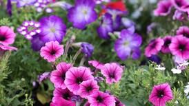 The Fields on Caton Farm in Crest Hill hosts Art in the Garden event Sunday