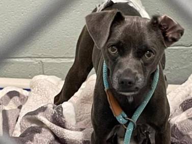 Trio of good Samaritans save runaway dog on Kirk Road in Batavia