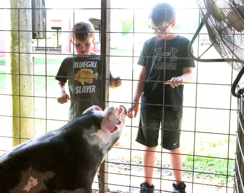 Terrik Bogner and his brother Kellan of Henry, pet a pig during the 102nd Marshall-Putnam Fair on Thursday, July 13, 2023 in Henry.