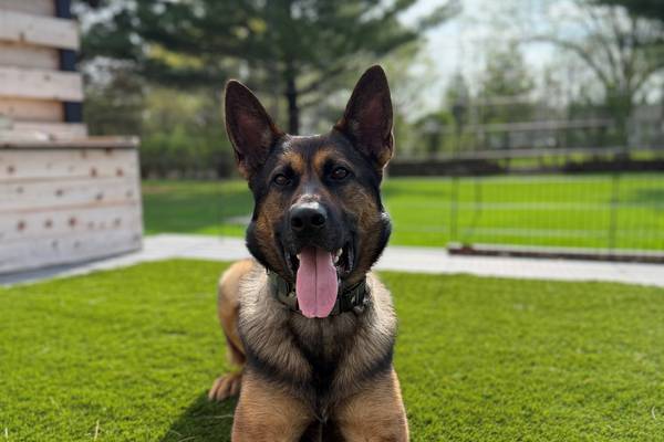 Lake County Sheriff’s K-9 Zack to get donation of body armor