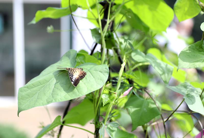 A butterfly lands on a leaf at the Geneva Park District’s Peck Farm Butterfly House on Thursday, July 6, 2023.