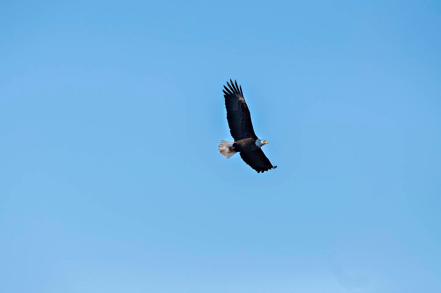 A bald eagle soars above the Rock River near the lower dam in Rock Falls Thursday, Jan. 6, 2022. Dozens of the birds were seen nesting and fishing on the eastern point of Lawrence Park.