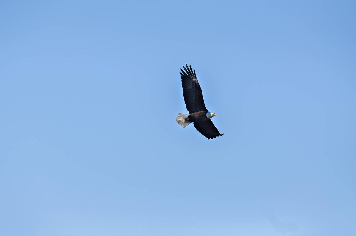 A bald eagle soars above the Rock River near the lower dam in Rock Falls Thursday, Jan. 6, 2022. Dozens of the birds were seen nesting and fishing on the eastern point of Lawrence Park.