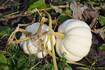 Down the Garden Path: Growing pumpkins for fall fun
