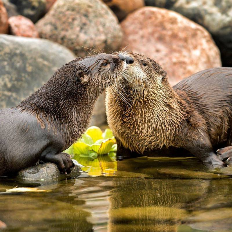 Families can see otters at Summerfield Zoo in Belvidere. It opens for the 2026 season on Saturday, April 18.