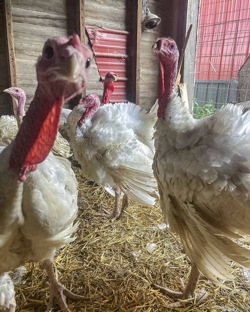 The Broad Breasted White turkey breed, raised on Windsweep Farm in Dixon, is very curious, inquisitive and good-natured and fast-growing.