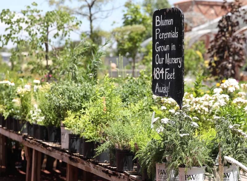 Some of the perennials available at Blumen Gardens Wednesday, June 19, 2024, in Sycamore.