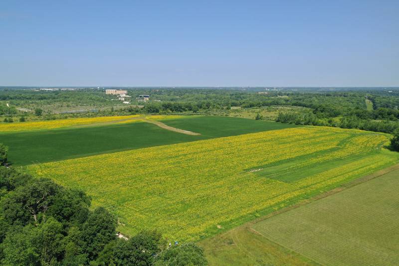 An aerial view of the sunflower field on Tuesday, July 11, 2023 at Matthiessen State Park. Sunflowers are planted in three separate areas throughout Matthiessen State Park.
