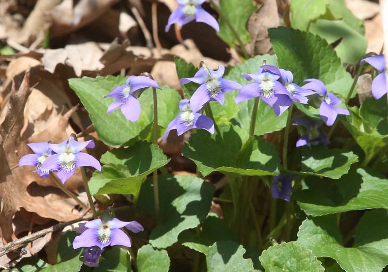 Blue violet flowers bloom on the trailhead to Illinois Canyon on Tuesday, April 22, 2025 at Starved Rock State Park.