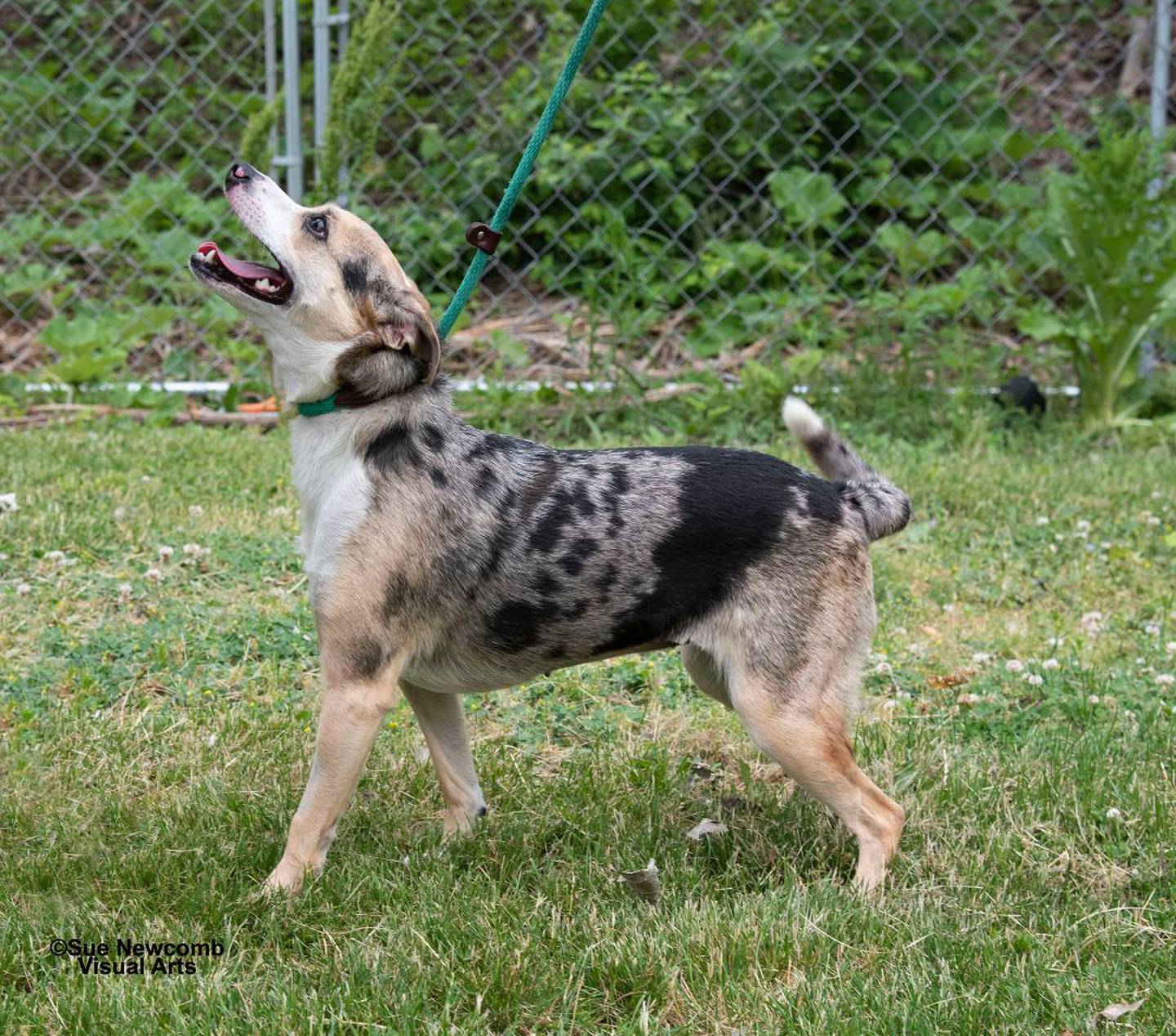 Indie is a small Australian shepherd mix who is skittish. But she warms up quickly with slow introductions and with gentle movements. Contact the Will County Humane Society at willcountyhumane.com and follow the instructions for the adoption process.