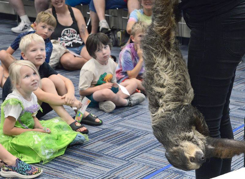 Stella the Sloth hangs upside down as children learn all there is to know about her Thursday at the Reddick Library in Ottawa.  Jessica Reedy of Animal Quest brought Stella to increase knowledge and give the opportunity for children to have a meet and greet.