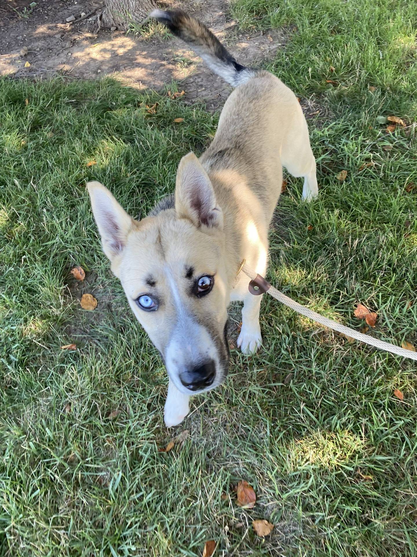 Indy is a 6-month-old shepherd/husky mix that was found as a young stray.  She is outgoing, playful and a lot of fun.  She gets along with other dogs and likes children.  She has a lot of puppy energy and is ready to make a great family dog. To meet Indy, email Dogadoption@nawsus.org. Visit nawsus.org.