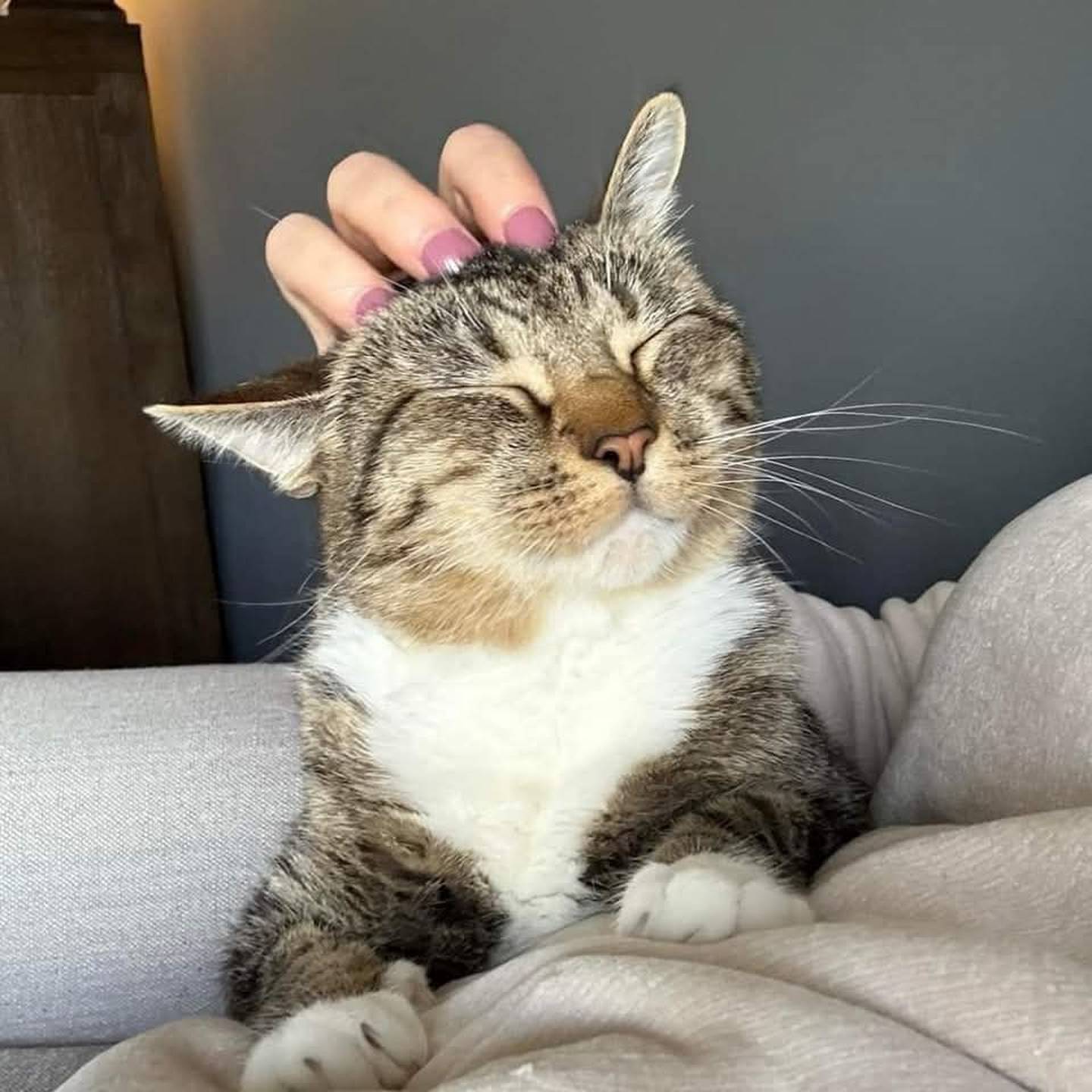 Fun-loving Wellie adores life and is always up for cuddles, bird watching, and playing with anything that rolls or wiggles. Wellie gets long well with other cats and even friendly dogs, just as long as they respect personal space. Wellie is kid-friendly, too. To meet Wellie, visit ForgetMeNotRescue.com/adoptables.