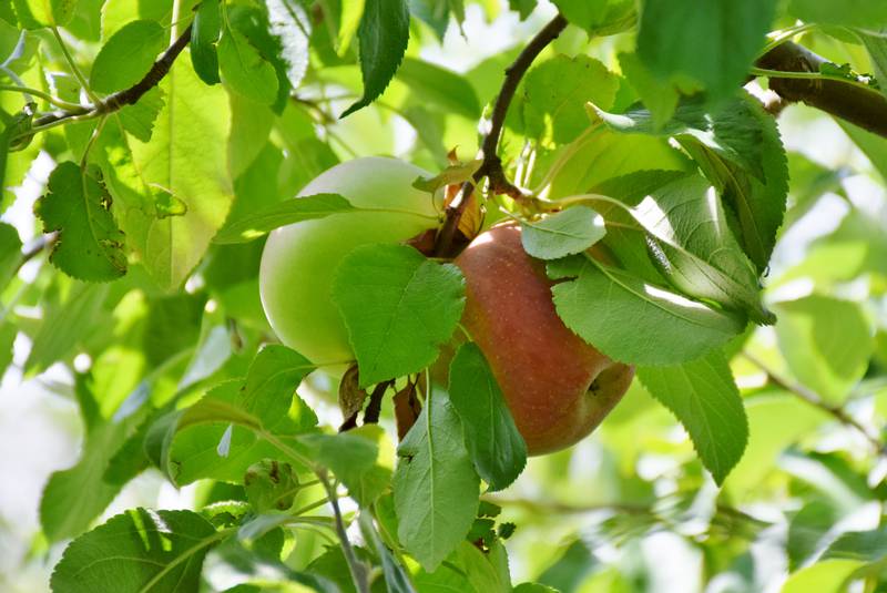 Jonamac Orchard, 19412 Shabbona Road in Malta, is open for the fall season. The orchard has more than 20,000 apple trees with more than 30 varieties of apples.