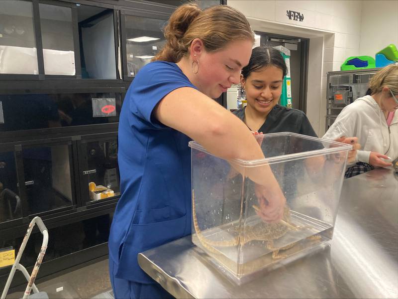 Wilco Veterinary Assistant Students Olivia DePaola and Krystal Salcedo brush bearded dragon Norbert.