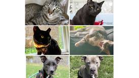 Will County Pets of the Week: Sept. 2, 2024