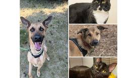 Pets of the Week: July 3, 2023
