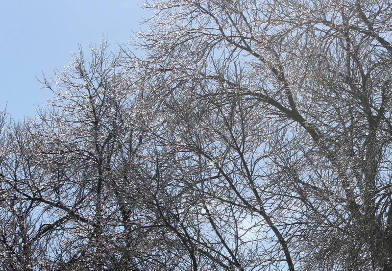 The sun shines through the trees at Soldiers and Sailors Park on Friday, Feb. 17, 2023 downtown Princeton. A combination of sleet and light snow from last night formed a thin layer of ice on branches and other surfaces.