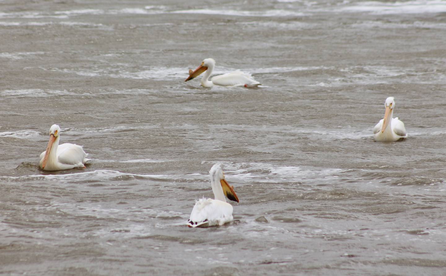 American white pelicans, seen on the Rock River on Monday, May 1, 2023, work in groups while fishing.