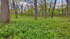 Campton Township $17.2M open space referendum ahead by 87 votes