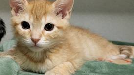 Playful kitten hopes to be part of package deal