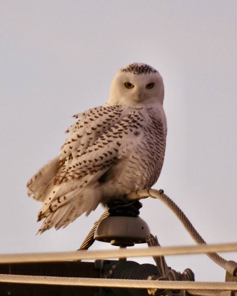 The snowy owl visiting McHenry has been accommodating for photographers, including when Jeff Aufmann took these just after sunrise on Sunday, Dec. 8, 2024. Aufmann is with the McHenry County Audubon Society.