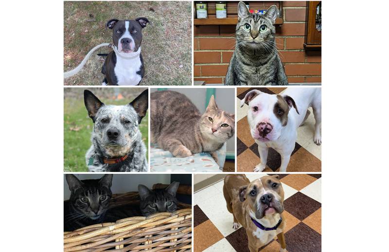 The Herald-News presents this week’s Pets of the Week. Read the description of each pet to find out about it, including where it can be adopted in Will County.