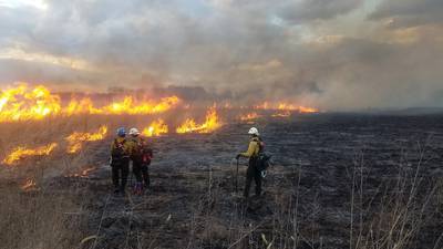 Midewin National Tallgrass Prairie to undergo prescribed burns this spring