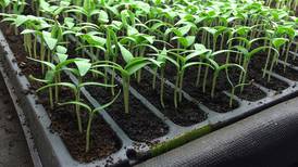 Get a jump start on spring gardening by starting seeds indoors