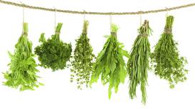 Illinois Valley Herb Guild holds annual plant sale May 9 in Peru