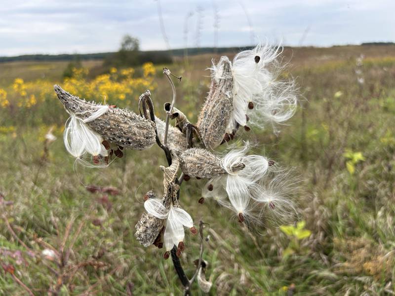 This milkweed was bursting with seeds at the Nachusa Grasslands on Saturday, Sept. 20, 2025.