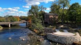 ‘It’s magnificent’: How a dam-free Salt Creek, Fullersburg Woods have been revitalized