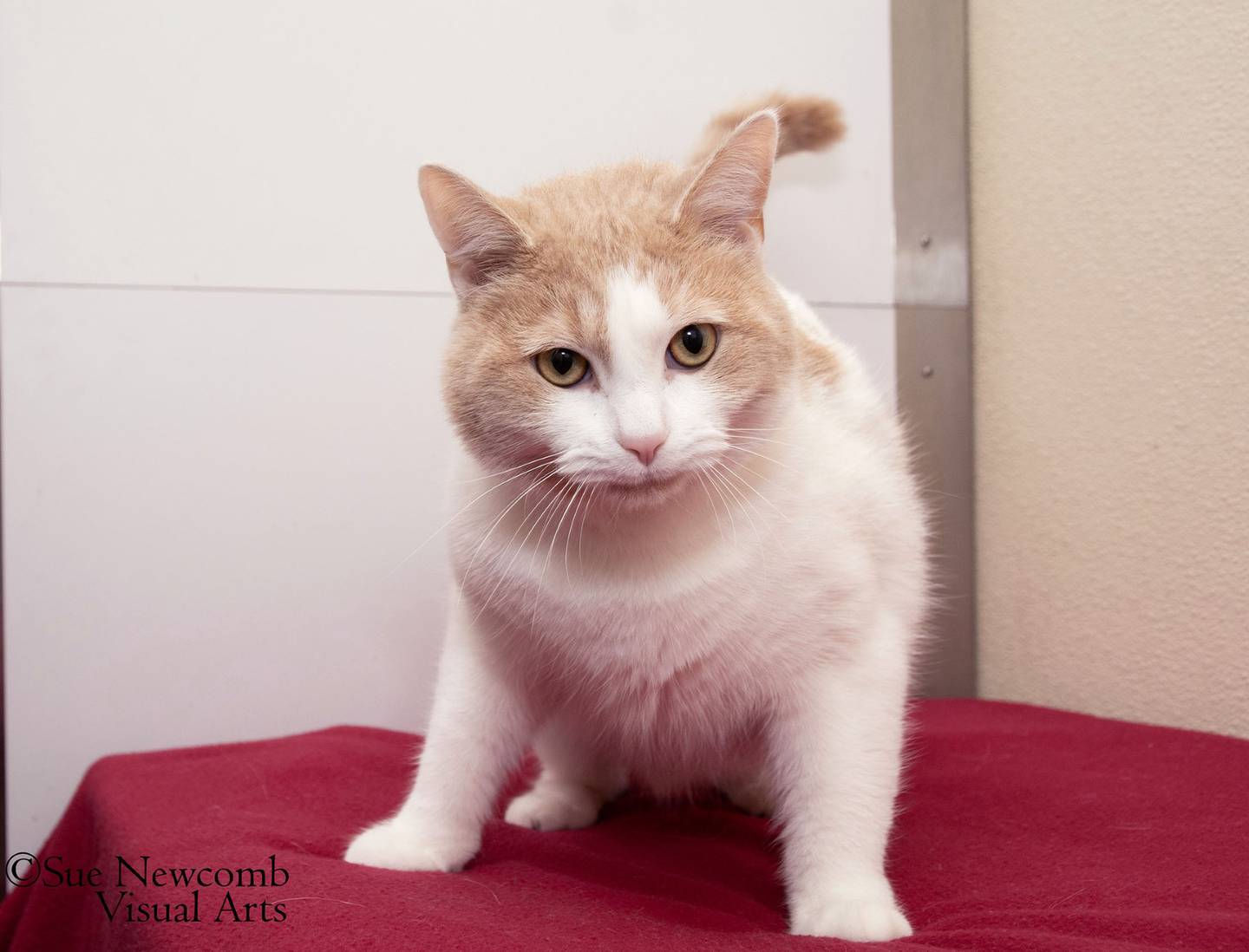 Malakai is a young sweet domestic shorthair that rolls around and leans in for pets. He is a staff favorite at the shelter because of his loving nature, but he needs a home of his own. Contact the Will County Humane Society at willcountyhumane.com and follow the instructions for the adoption process.