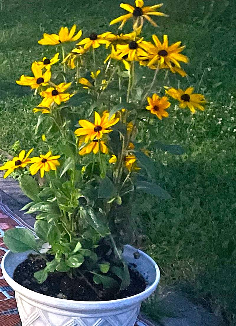 Rudbeckia hirta, commonly called black-eyed Susan, is a perennial plant.