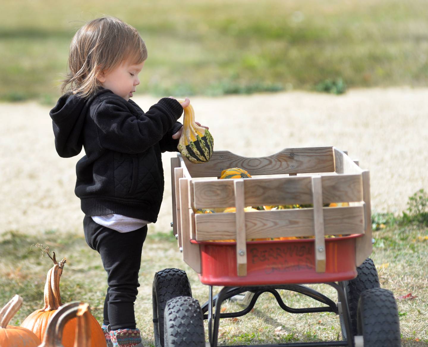 Ella Ng, 2, of Oregon, examines a gourd at the BerryView Orchard on Sunday, Oct. 13, 2024 during the Ogle County Farm Stroll. The orchard was one of the stops on this year's stroll.