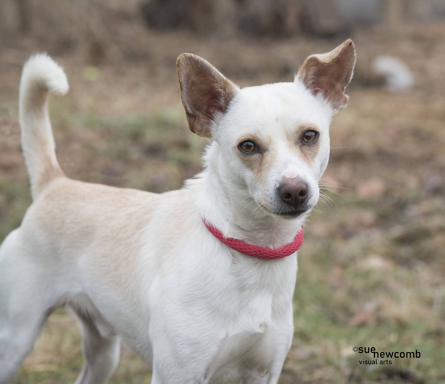 Diego is a sweet, male Chihuahua/terrier mix who loves people and likes to take walks. He appears full grown at 18 pounds. Diego is selective about other dogs, so he needs a meet and greet before coming into a new home. Contact the Will County Humane Society at willcountyhumane.com and follow the instructions for the adoption process.