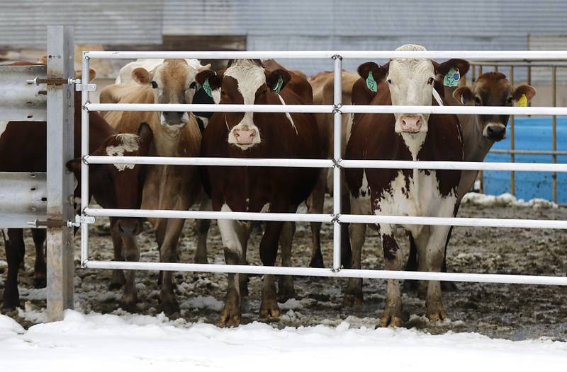 Cows on the Bull Valley Farm on Friday, March 10, 2023. The farm recently started bottling their own milk under the Cow Valley Creamery label.